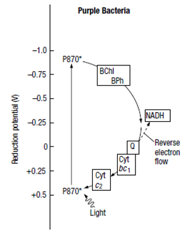 1986_Light reactions in bacterial photosynthesis 2.png